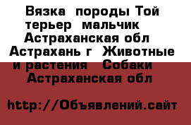 Вязка, породы Той терьер (мальчик)  - Астраханская обл., Астрахань г. Животные и растения » Собаки   . Астраханская обл.